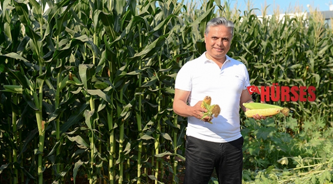 Mısırların hasat zamanı