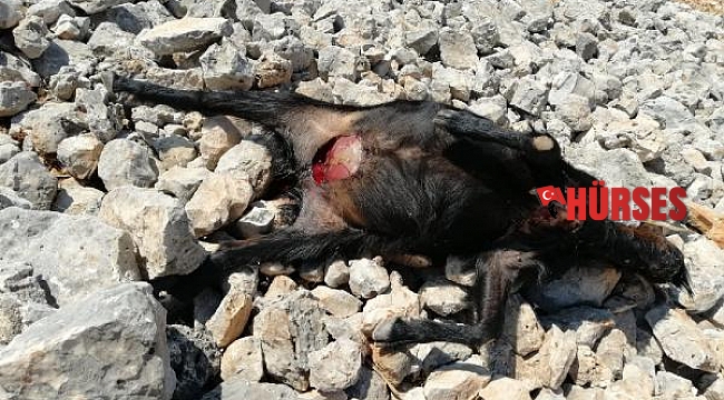 Sürüye saldıran kurtlar 5 keçiyi parçaladı, 4'ünü de götürdü