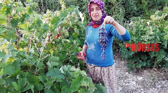 'Yazır üzümü' hasadı başladı
