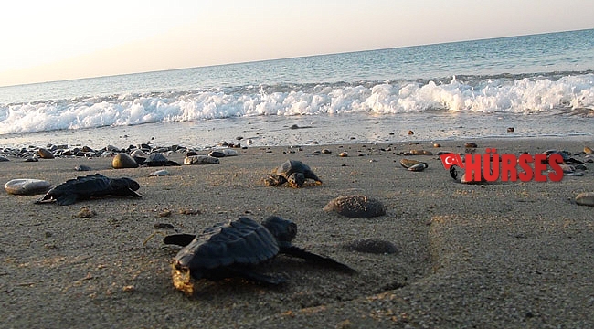 Yuva sayısında rekor kırılan caretta carettalar, koruyucuları eşliğinde denizle buluşuyor