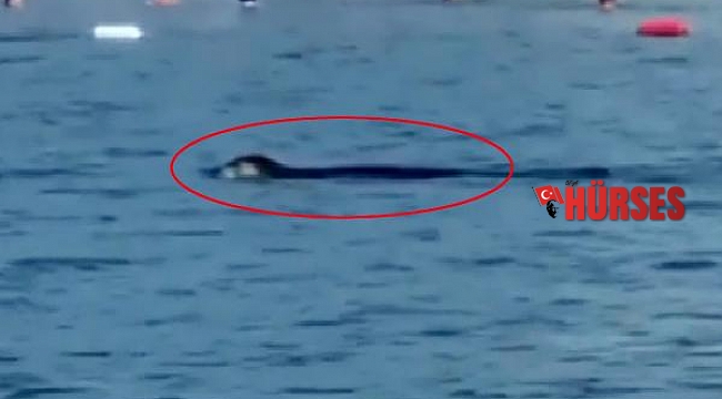 Akdeniz foku, Antalya'da turistlerle yüzdü