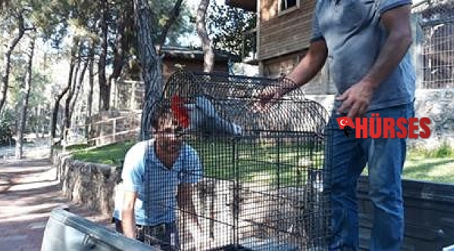 Antalya Jako Papağanına el konuldu