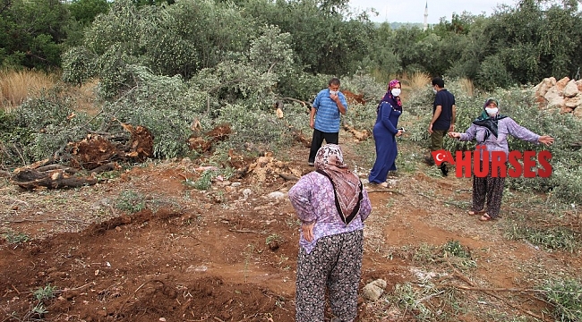 Antalya'da 42 zeytin ağacı inşaat çalışması için katledildi