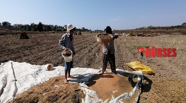 Antalya'da 'Altın Susam'a nöbetli hasat