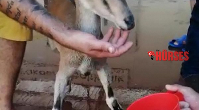 Balık mezadında yavru yaban keçisi sürprizi