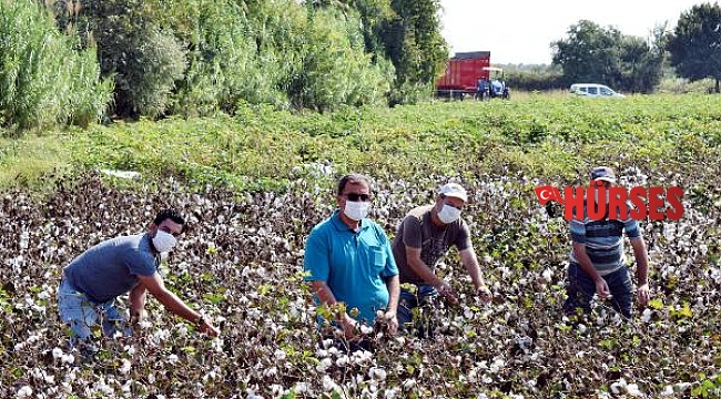'Beyaz altın'da hasat zamanı