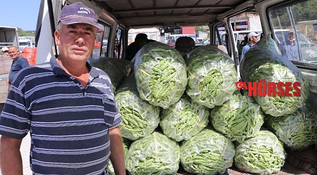 Burdur'da fasulye üreticisinin yüzü gülüyor