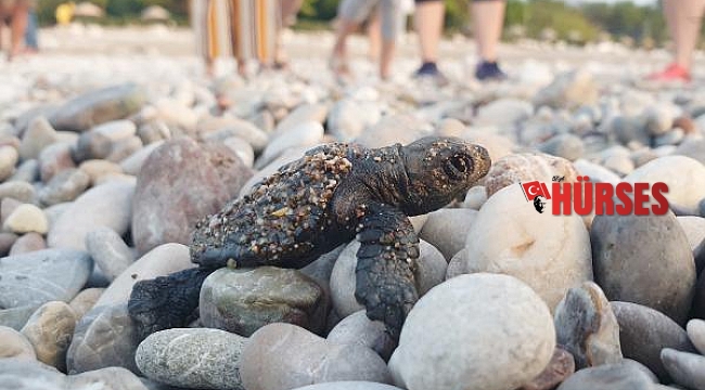 Çıralı'da bu sezon 3 bin 100 caretta caretta denizle buluştu