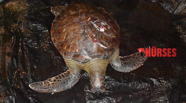 Demre'de, denizdeki yaralı caretta caretta kurtarıldı