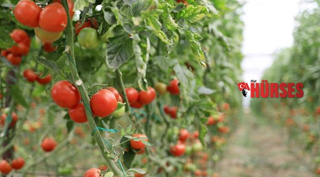 İhracatta sebze ve meyve rekoru