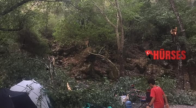 Kampçıların üzerine ağaç devrildi: 1'i ağır 4 yaralı