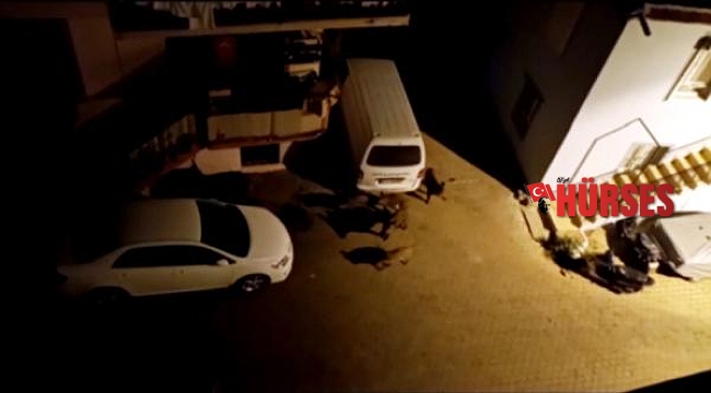 Kaş ve Demre merkezinde domuz sürüleri görüldü
