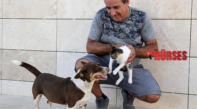 Köpek 'Max', üç yavru kediye annelik yapıyor