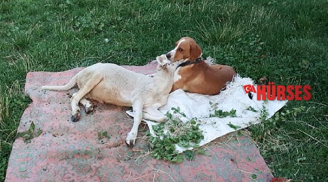 Köpekle kuzunun dostluğu