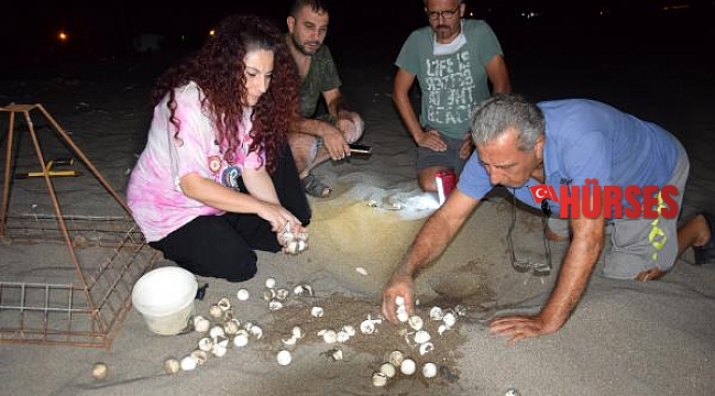 Kumluca'da caretta caretta yavruları denizle buluştu