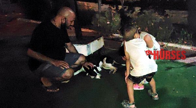 Otomobilin çarptığı köpeğin başından ayrılmadılar