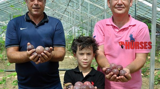 Passiflora bahçesi kuran gurbetçi: Alanya'da yetiştirip, Avrupa'ya satacağız