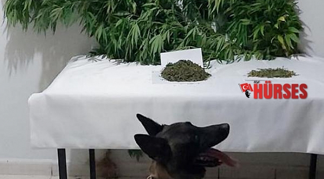 Tarlaya uyuşturucu baskını