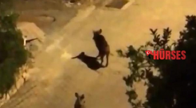 Yaban domuzları, Kaş caddelerine indi