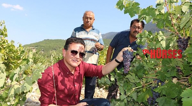 Yazır üzümü markalaşma yolunda