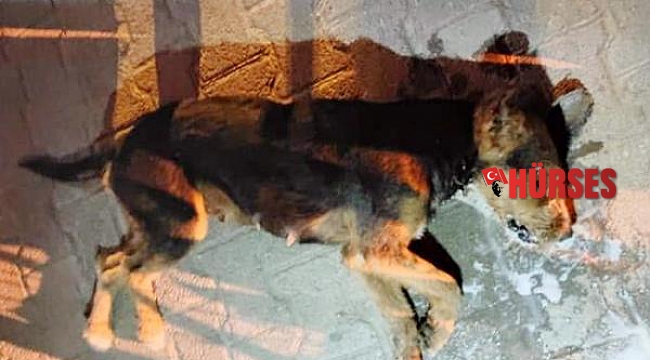 9 sokak hayvanının öldürülmesine suç duyurusu