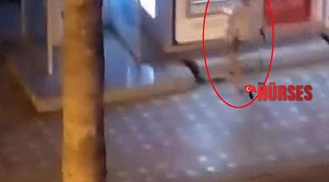 Alkollü turist, önce ATM'yi sonra sokak köpeğini tekmeledi