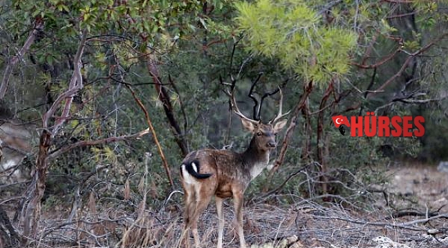 Antalya ve Isparta'daki 47 yaban hayvanı av ihalesi davalık oldu