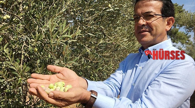 Antalya'nın 'Beylik zeytini' çeşit olarak tescillendi