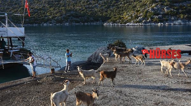 Aşırlı Adası'ndaki dağ keçilerine yiyecek ve içecek