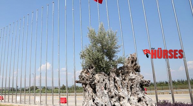 Asırlık zeytinler meyve verdi