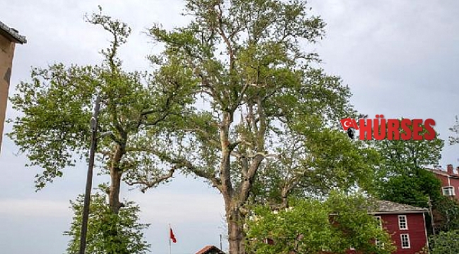 Bronz Çağı'ndan beri yaşayan porsuk ağacı, 4 bin yıl daha yaşayabilir