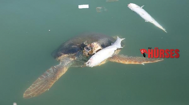 Caretta carettaların balık ziyafeti