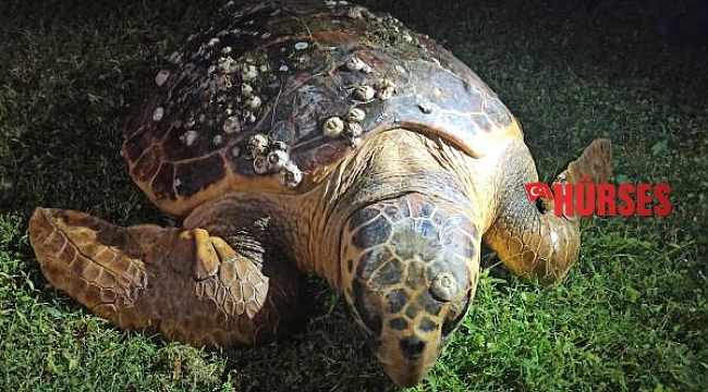 Caretta carettaların sindirim sisteminde yüzde 60 plastik çıktı