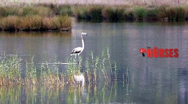 Demre'de flamingo heyecanı