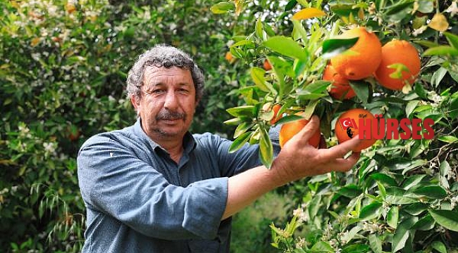 Finike portakalını aşırı sıcaklar vurdu
