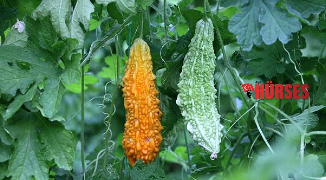 Hastalığı nedeniyle tanıştığı kudret narını üretmeye başladı