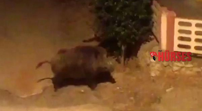 İlçe merkezine inen domuzla karşılaşan köpek kaçtı