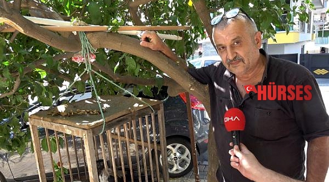 Kedi gibi ses çıkaran karga, görenleri şaşırtıyor