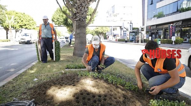 Kışlık çiçekler toprakla buluştu