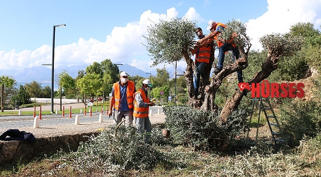 Konyaaltı Sahili'nde ağaçlara fırtına bakımı