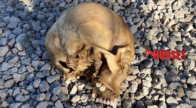 Köpeklerin bulduğu kafatası olayında 4 gözaltı