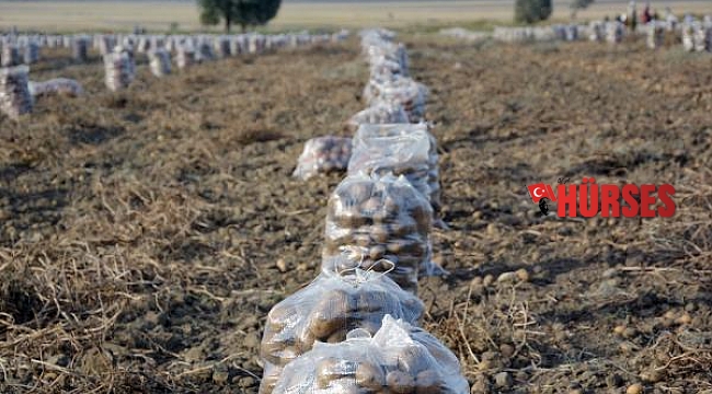 Korkuteli'de patates hasadı başladı
