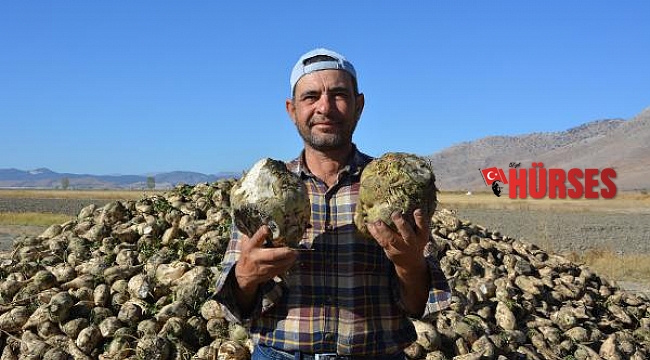 Korkuteli'de şeker pancarı hasadı