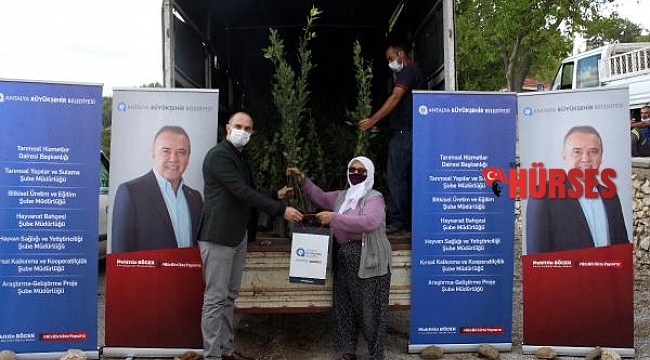 Manavgat'ta defne fidanı yardımı