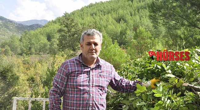 Manavgat'ta defne yaprağından 5 milyon lira gelir bekleniyor