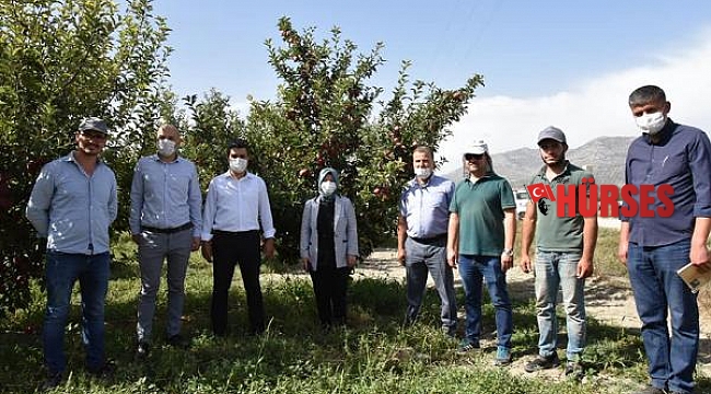 Organik elma hasadı başladı