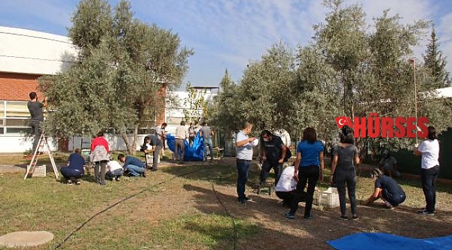 Özel öğrencilerden zeytin hasadı