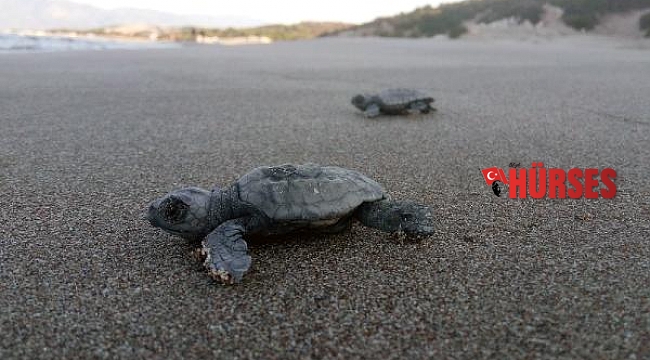 Patara'da 22 bin yavru caretta caretta denizle buluştu