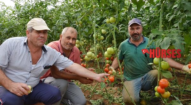 Serik'te sezonun ilk domatesi