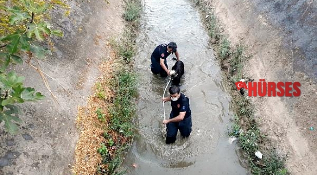 Sulama kanalına düşen keçiyi itfaiye kurtardı